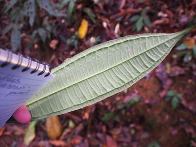 Faramea suerrensis, photographed by Lena Struwe