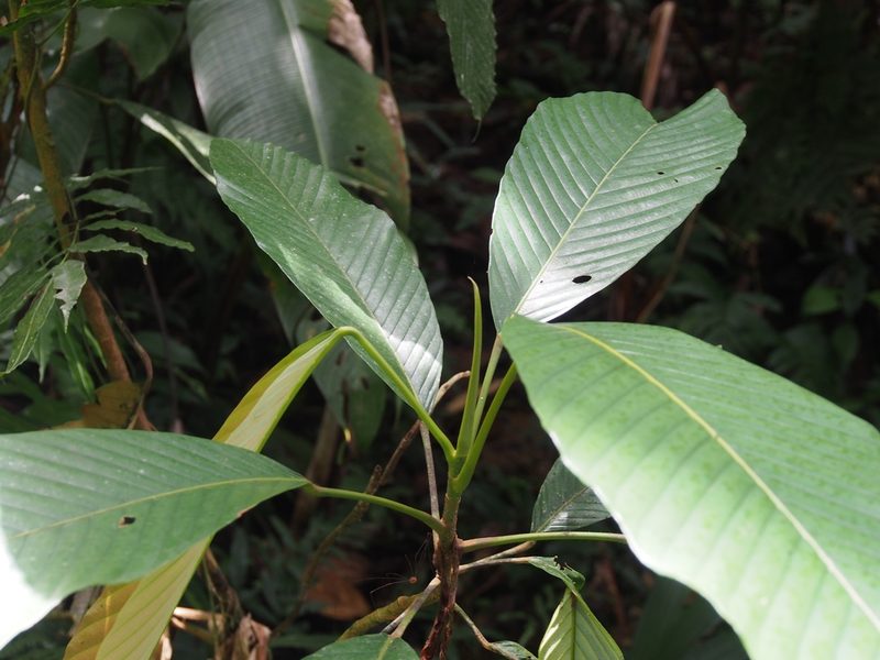 Pourouma minor, photographed by Lena Struwe