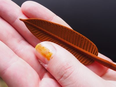Vismia macrophylla, photographed by Lena Struwe