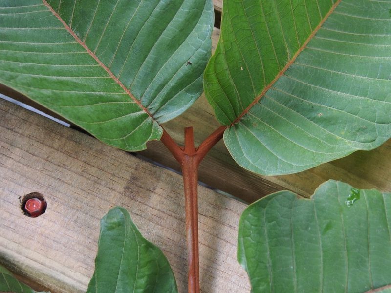 Vismia macrophylla, photographed by Lena Struwe