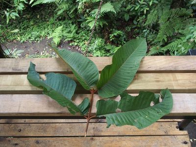 Vismia macrophylla, photographed by Lena Struwe