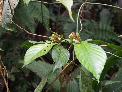 Palicourea suerrensis, photographed by Lena Struwe