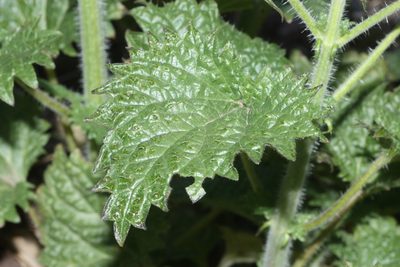 Urtica gracilenta, photographed by Andrew Meeds