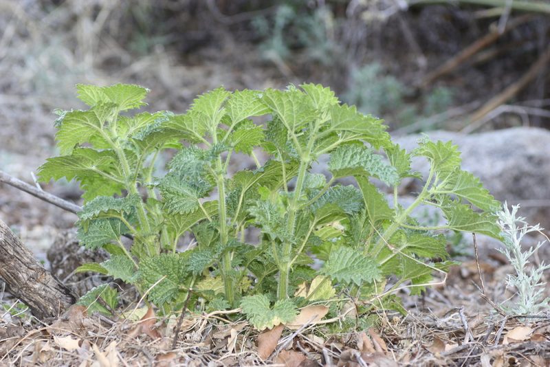 Urtica gracilenta, photographed by Andrew Meeds