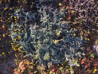 Astragalus traskiae, photographed by Adam J. Searcy