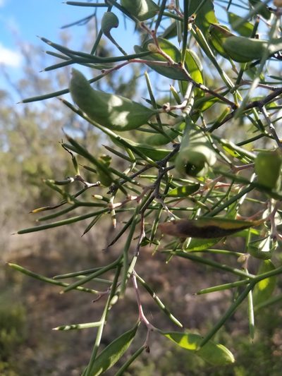 Hakea trifurcata, photographed by Will Cornwell