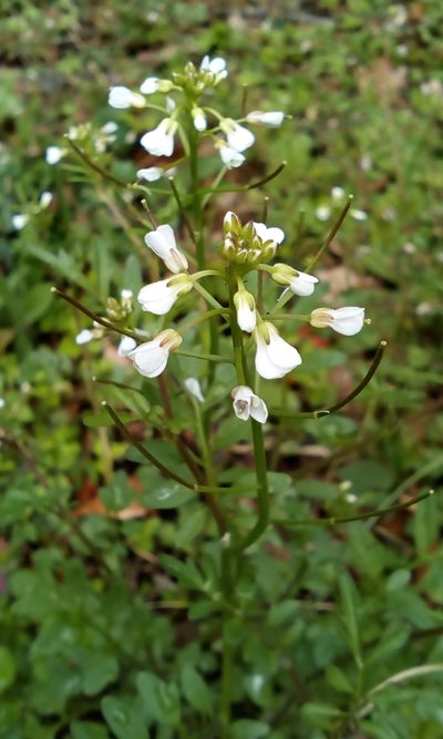 Cardamine scutata, photographed by Takashi KOIKE