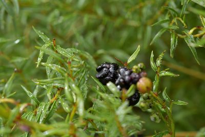 Coriaria angustissima, photographed by Christopher Stephens