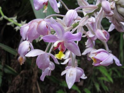 Spathoglottis pacifica, photographed by Samuel Brown