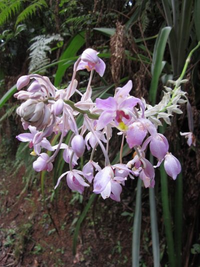Spathoglottis pacifica, photographed by Samuel Brown