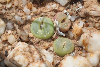 Conophytum subfenestratum, photographed by Brian du Preez