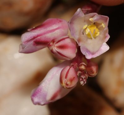 Lachenalia patula, photographed by Brian du Preez