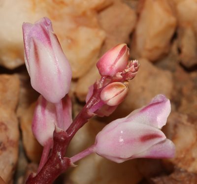 Lachenalia patula, photographed by Brian du Preez