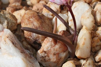 Lachenalia patula, photographed by Brian du Preez