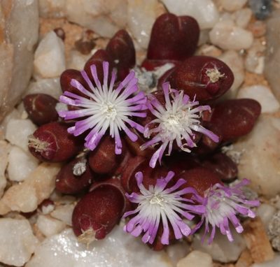 Oophytum nanum, photographed by Brian du Preez