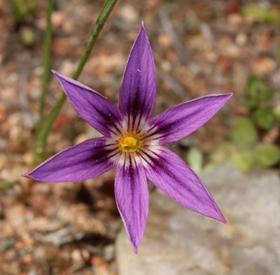 Romulea kamisensis, photographed by Brian du Preez
