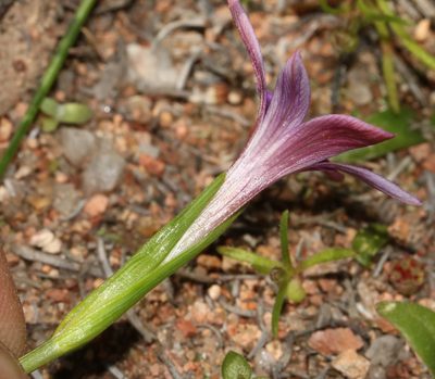 Romulea kamisensis, photographed by Brian du Preez