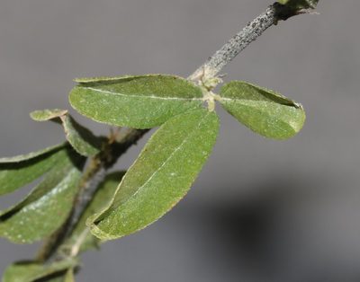 Psoralea hamata, photographed by Brian du Preez