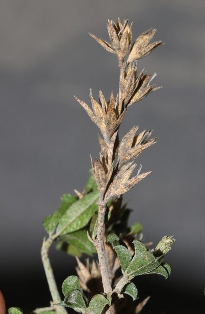 Psoralea hamata, photographed by Brian du Preez