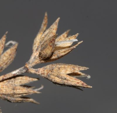 Psoralea hamata, photographed by Brian du Preez