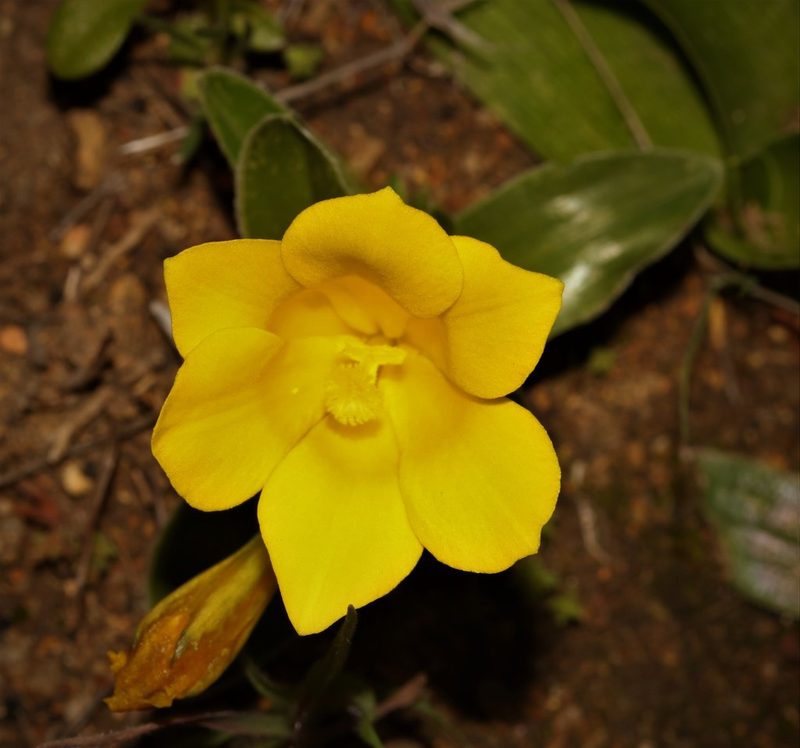 Moraea kamiesensis, photographed by Brian du Preez