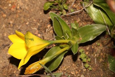 Moraea kamiesensis, photographed by Brian du Preez