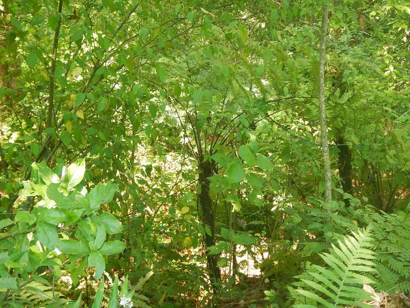 Cyathea fulva, photographed by Juan Cruzado Cortés