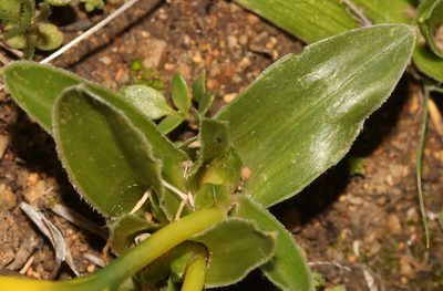 Moraea kamiesensis, photographed by Brian du Preez