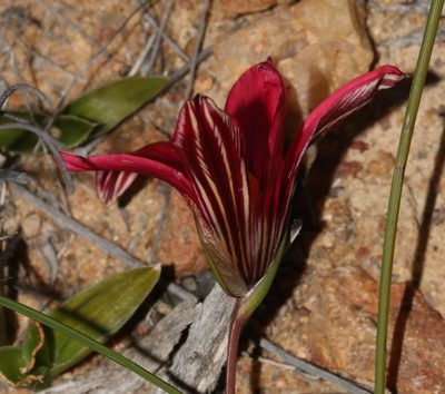 Romulea speciosa, photographed by Brian du Preez