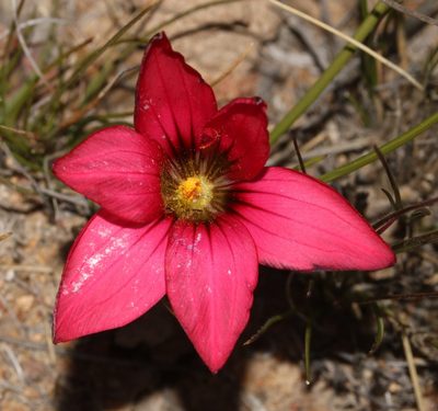 Romulea speciosa, photographed by Brian du Preez