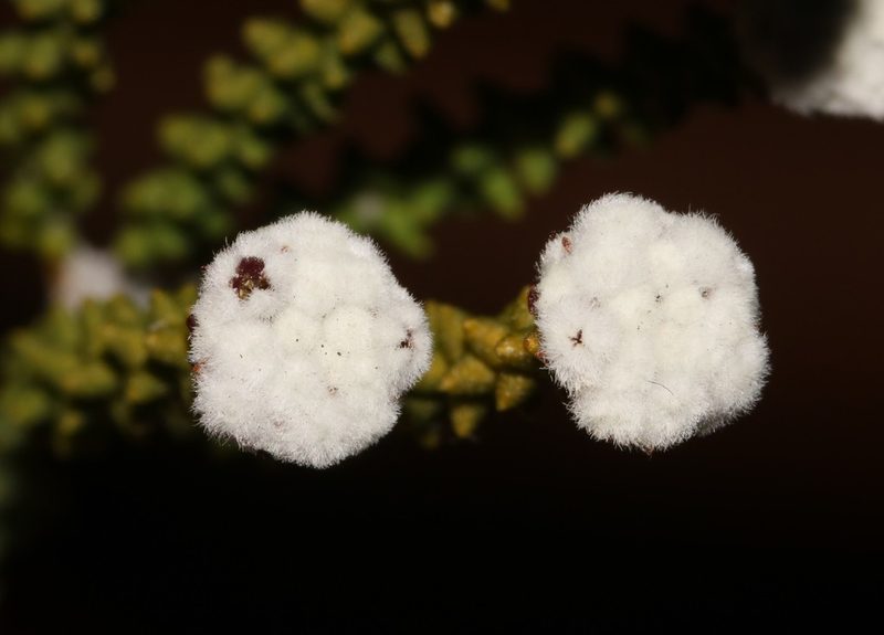 Phylica retrorsa, photographed by Brian du Preez