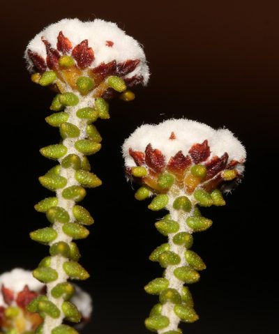 Phylica retrorsa, photographed by Brian du Preez