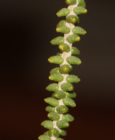 Phylica retrorsa, photographed by Brian du Preez