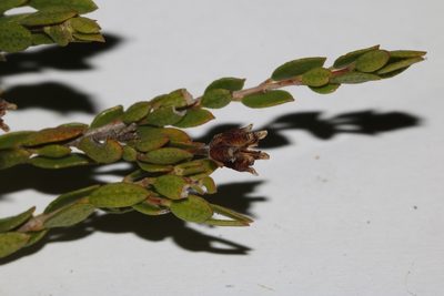 Agathosma namaquensis, photographed by Brian du Preez