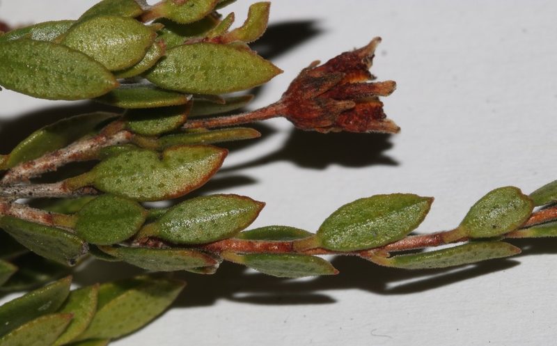 Agathosma namaquensis, photographed by Brian du Preez