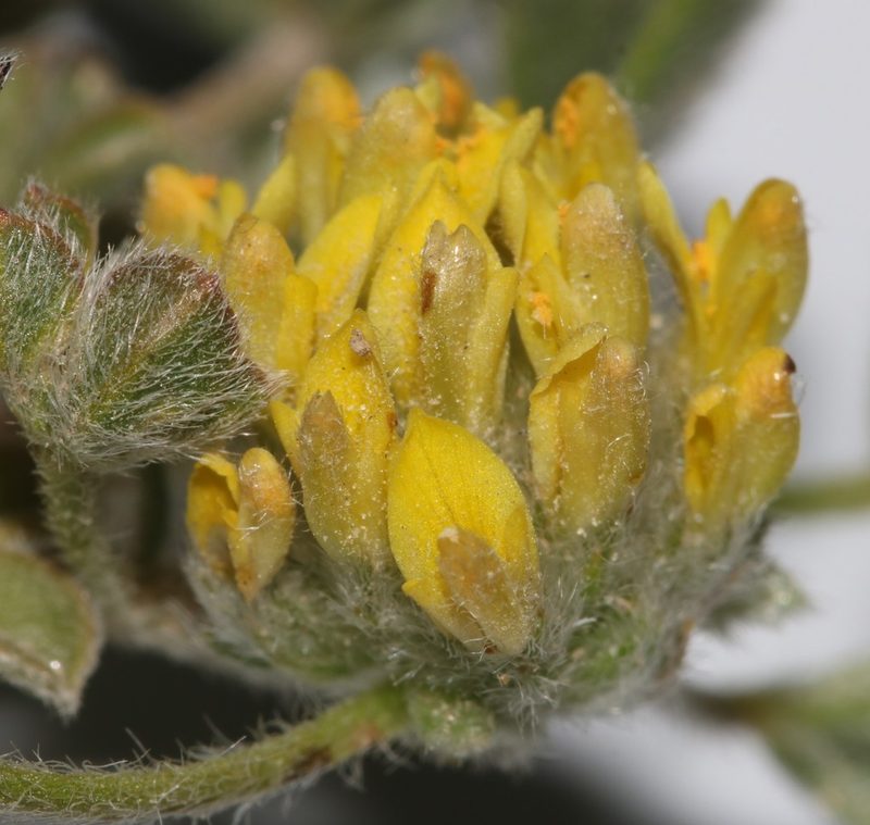 Leobordea pentaphylla, photographed by Brian du Preez