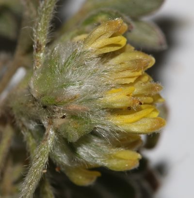 Leobordea pentaphylla, photographed by Brian du Preez
