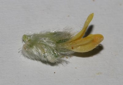 Leobordea pentaphylla, photographed by Brian du Preez