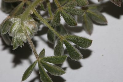 Leobordea pentaphylla, photographed by Brian du Preez