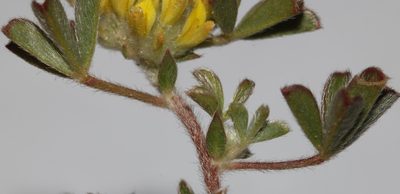 Leobordea pentaphylla, photographed by Brian du Preez
