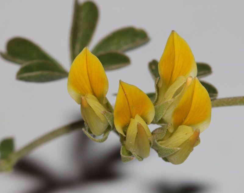 Lotononis acutiflora, photographed by Brian du Preez