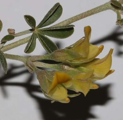 Lotononis acutiflora, photographed by Brian du Preez