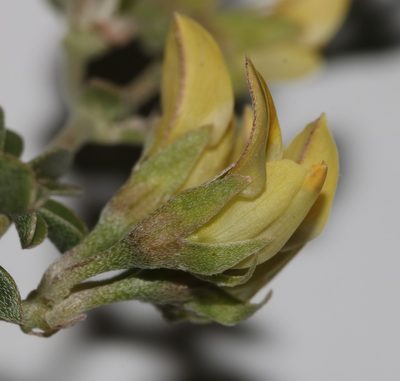 Lotononis acutiflora, photographed by Brian du Preez