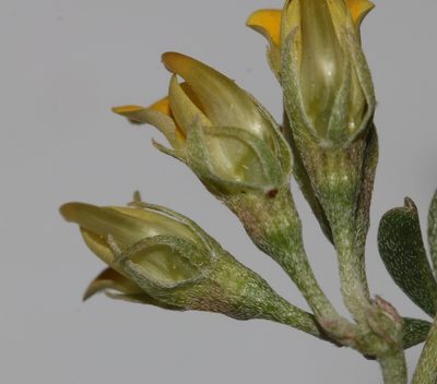 Lotononis acutiflora, photographed by Brian du Preez