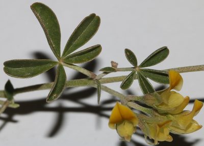 Lotononis acutiflora, photographed by Brian du Preez