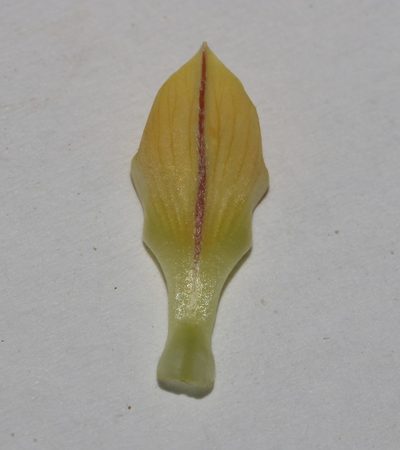 Lotononis acutiflora, photographed by Brian du Preez