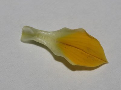 Lotononis acutiflora, photographed by Brian du Preez