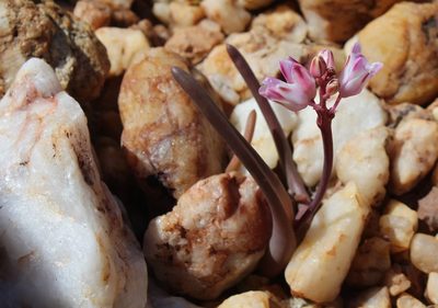 Lachenalia patula, photographed by Brian du Preez