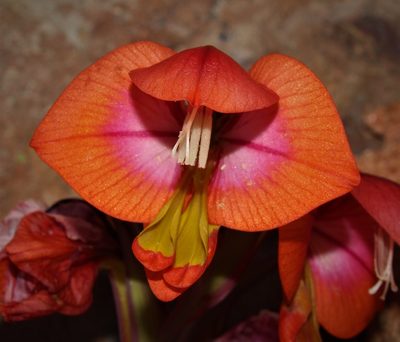 Gladiolus equitans, photographed by Brian du Preez
