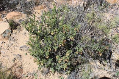 Lessertia spinescens, photographed by Brian du Preez